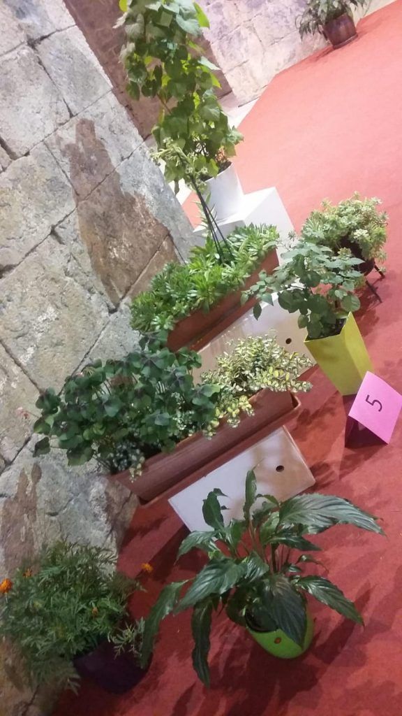 flors i plantes